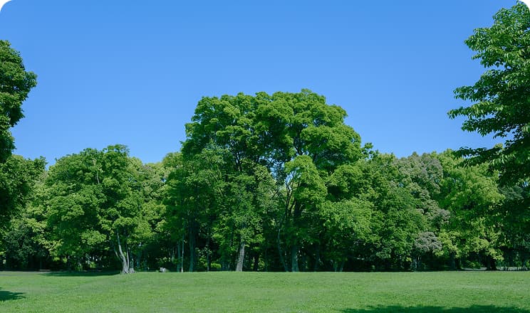 青空の下に広がる芝生と木々