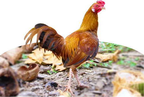 日本三大美味鶏の一つ「比内地鶏」