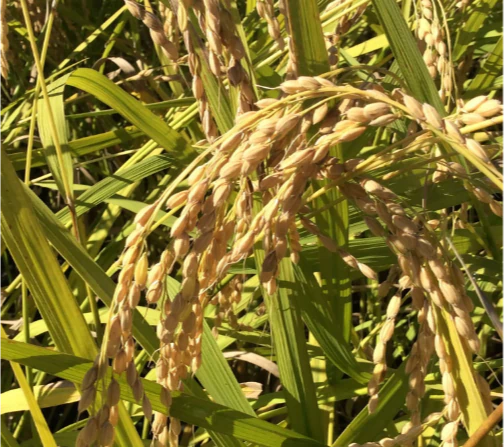 徹底した土づくりで育てられた実証米「ひとめぼれ」の禾（ノギ）